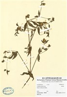 藏品(狗筋蔓)的圖片